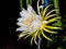 fresh green and white flower bloming dragon fruit hanging on branch growing on night . tropical sweet fruit in thailand garden