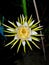 fresh green and white flower bloming dragon fruit hanging on branch growing on night . tropical sweet fruit in thailand gardens