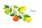 Fresh, green whole and halved pear, leaves, fruits on a white background. Doodle