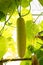 Fresh of green Winter melon on the tree.The Winter Melon, also called Ash Gourd, White Gourd, Winter Gourd, Tallow Gourd Chinese