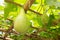 Fresh of green Winter melon on the tree.The Winter Melon, also called Ash Gourd, White Gourd, Winter Gourd, Tallow Gourd Chinese