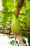 Fresh of green Winter melon on the tree.The Winter Melon, also called Ash Gourd, White Gourd, Winter Gourd, Tallow Gourd Chinese