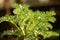 Fresh green wormwood Artemisia absinthium on natural brown background.