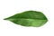 Fresh green Wrightia religiosa leaf on white background