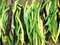 Fresh green, yellow and purple green beans, asparagus
