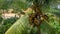 Fresh green yellowish coconut on the tree, coconut cluster on coconut palm tree