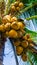 Fresh green yellowish coconut on the tree, coconut cluster on coconut palm tree with clear blue sky