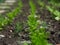 Fresh green young carrot plants growing in a vegetable garden