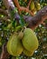 Fresh green young jackfruits Artocarpus heterophyllus growing on the jackfruit tree