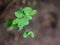 Fresh green young plant grow up on dark brown wet earth floor  in garden