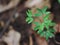 Fresh green young plant grow up on dark brown wet earth floor  in garden