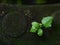 Fresh green young plant grow up on dark brown wet earth floor  in garden