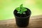 Fresh green young sprouts of Melissa, fresh green mint in a container. Mint Melissa grows in the soil. Blurred green background