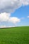 Fresh green young wheat on a background of blue sky with clouds. Beautiful rural landscape. Travel Ukraine. Vertical oriental