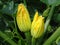 Fresh green zucchini with large yellow structural flowers. Garden plant and culinary delicacy.