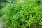 Fresh greenery foliage of needle-like leaves of Sedum angelina plant or stonecrop spreading on blurry background