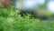 Fresh greenery foliage of needle-like leaves of Sedum angelina plant or stonecrop spreading on blurry background