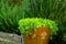 Fresh greenery foliage of needle-like leaves of Sedum angelina plant or stonecrop spreading in orange pottery, green leaves