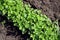 Fresh greens close-up on the background of the soil