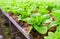Fresh greenâ€‹ cos lettuce in organic farm