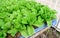 Fresh greenâ€‹ cos lettuce in organic farm