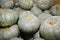 Fresh grey pumpkins as a background