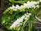 Fresh Group bouquet rhynchostylis white orchid buds and blooming on green tree hanging with green leaves