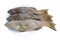 Fresh grouper fish (Leopard grouper) on dish for the ingredient