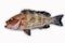 Fresh Grouper on white background,Fillet of Fish, Healthy food, Fresh fish from sea