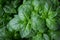 Fresh growing basil herb plant