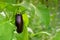 Fresh growing juicy eggplant on branch. Eggplant grow in greenhouse.