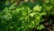 Fresh growing organic coriander plants. Generative AI