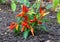 Fresh growing Ornamental Pepper Plant