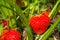 Fresh growing ripe strawberries ready for picking up