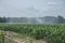 Fresh growing white corn being watered by water powered tractors