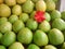 Fresh guava fruit on the market