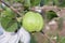 Fresh Guava in a garden