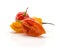 Fresh Habanero chilli isolated on white