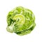 Fresh half head iceberg lettuce. Vector vintage hatching color illustration.