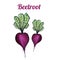 Fresh hand-drawn beetroot. Drawing healthy food. Marker illustrations.