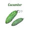 Fresh hand-drawn cucumber. Drawing healthy food. Marker illustrations.