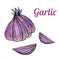 Fresh hand-drawn garlic. Drawing healthy food. Marker illustrations.