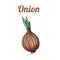 Fresh hand-drawn onion. Drawing healthy food. Marker illustrations.