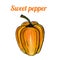 Fresh hand-drawn sweet pepper. Drawing healthy food. Marker illustrations.