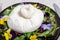 Fresh handmade soft Italian cheese from Puglia, white ball of burrata foglia saporosa or burratina cheese made from mozzarella and