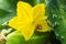 Fresh harvest of cucumbers with blossom and ladybug macro shot. Blooming gherkins close up. Ladybug on yellow flower of homegrown