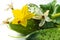 Fresh harvest of cucumbers with blossom and ladybug macro shot. Blooming gherkins close up. Ladybug on yellow flower of homegrown