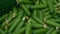 Fresh harvest of cucumbers in a box.