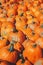 Fresh harvest farm yellow orange pumpkins