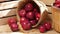 The fresh harvest of organic apples outdoors in a wooden basket in dappled sunlight